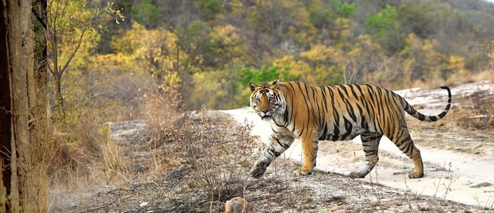 sanjaydubri 6days tour