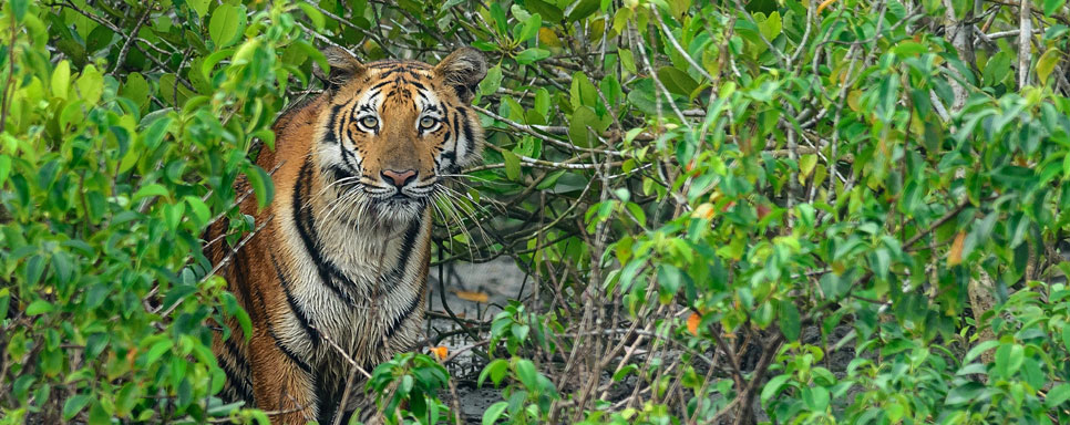 bandhavgarh sanjaydubri tour