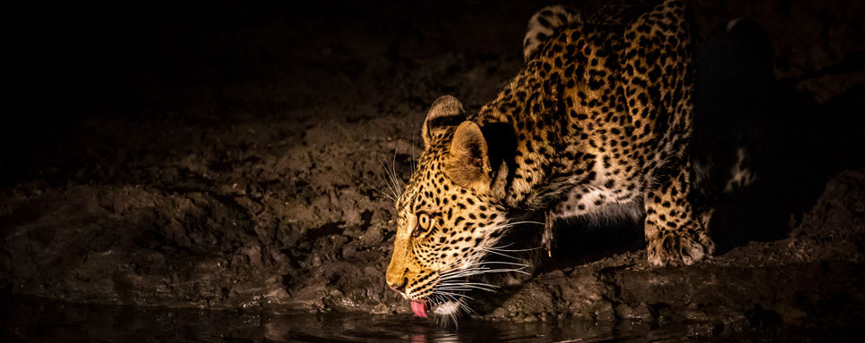 sanjaydubri evening safari