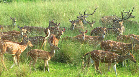 sanjay dubri fauna
