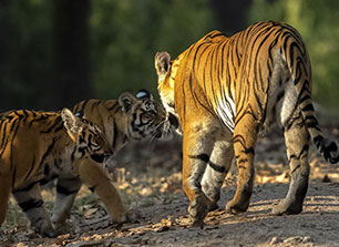 sanjay dubri blog