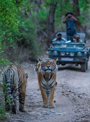 sanjay dubri safari
