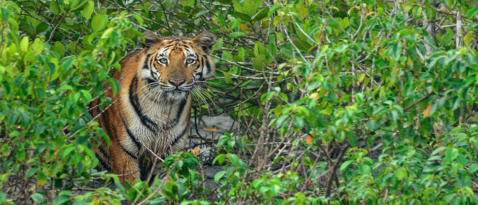 sanjay dubri safari