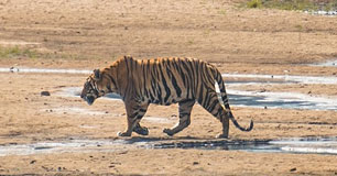 sanjay dubri tour 2