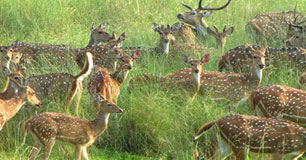 sanjay dubri tour 3