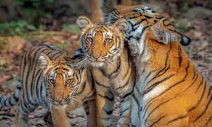 sanjay dubri safari
