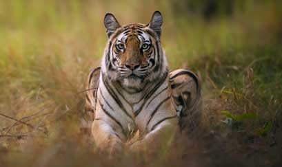 sanjay dubri national park