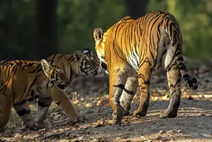 sanjay dubri tour package